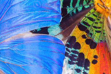 Obrazy na Szkle  Skrzydło wielobarwnych motyli