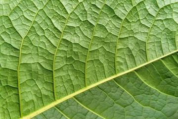 texture surface leaf plant of green color