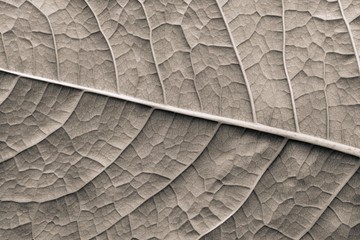 texture surface leaf plant of beige color
