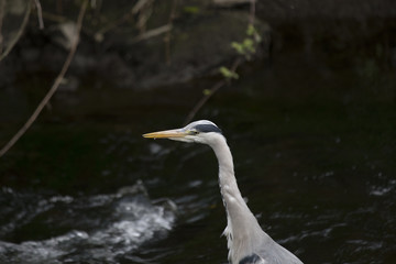 Grey Heron (Ardea cinerea)