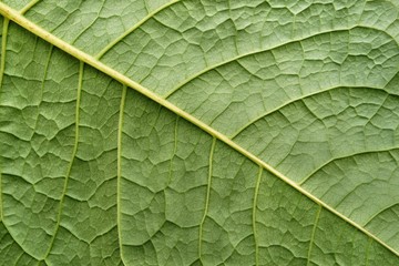 texture surface leaf plant of green color