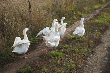 Five white gooses run to the sunlight