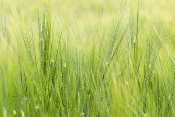 Detail of the green Barley Spike
