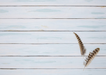 Bird feather border - Pheasant feathers arranged on a white painted wooden table top background to form a page border