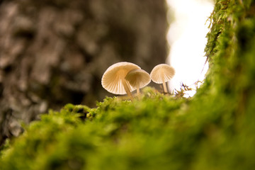 Kleine Pilze auf Moos