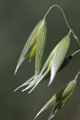 Detail of the green Oat Spike 