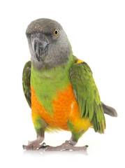 Senegal parrot in studio