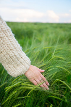 Woman`s hand over wheat field