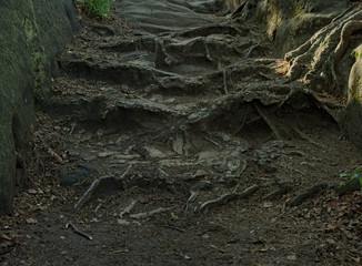Treppe aus Wurzeln mitten im Wald