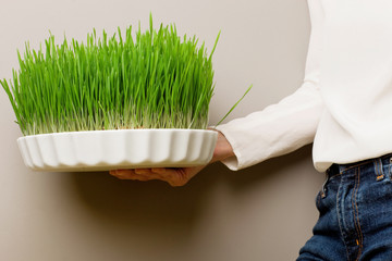 Naklejka premium Wheat grass for juicing and healthy life. How to grow the best wheat grass - Urban cultivation and gardening.