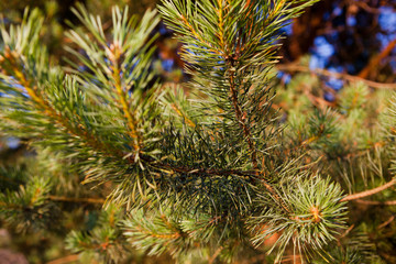 Pine tree with warm sunlight. Tourism in wild nature.