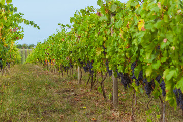 Fototapeta na wymiar Vines and grapes