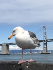 gull near bridge