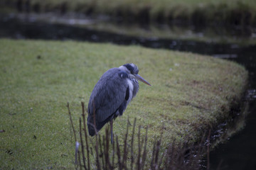 Grey Heron (Ardea cinerea)