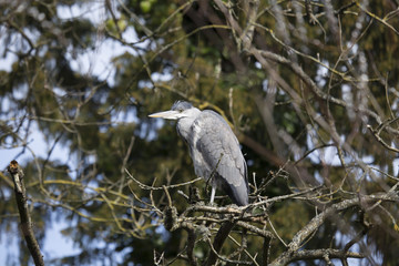 Grey Heron (Ardea cinerea)
