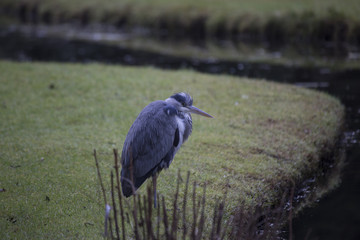 Grey Heron (Ardea cinerea)