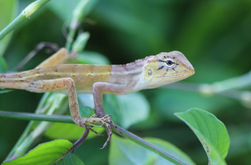 lizard detail