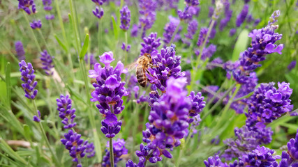 Obraz premium champs de lavande