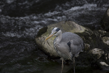 Grey Heron (Ardea cinerea)