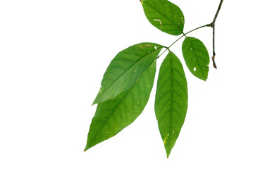 Naklejka premium leaves on the branch on white background