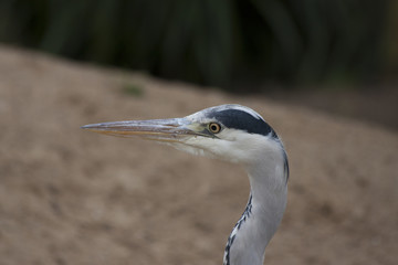 Grey Heron (Ardea cinerea)