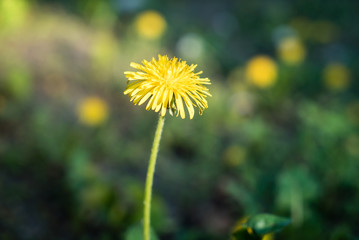 Lonely dandelion pushing for solar