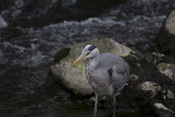 Grey Heron (Ardea cinerea)