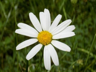 Fototapeta premium Beautiful daisy flower on meadow in wild nature during spring