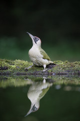 Green woodpecker, Picus viridis
