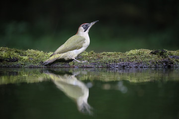Green woodpecker, Picus viridis