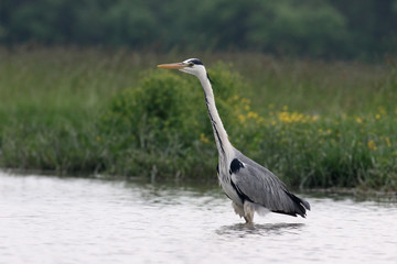 Grey heron, Ardea cinerea