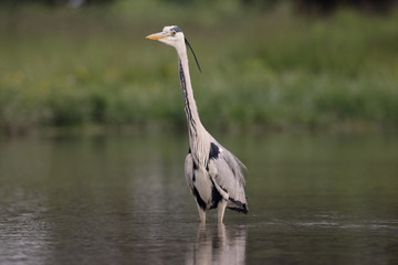 Grey heron, Ardea cinerea