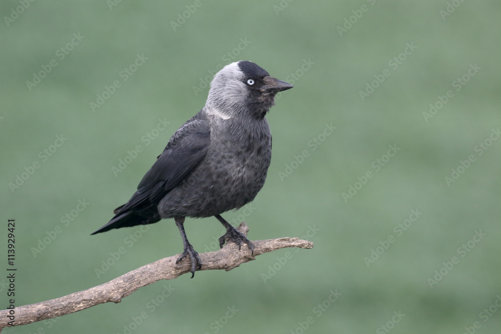 Sticker Jackdaw, Corvus monedula