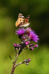 Butterfly on pink violet thistle