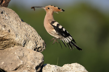 Hoopoe, Upupa epops © Erni