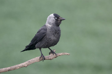 Jackdaw, Corvus monedula