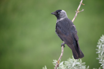 Jackdaw, Corvus monedula
