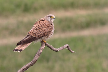 Kestrel, Falco tinnunculus
