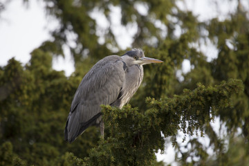 Grey Heron (Ardea cinerea)