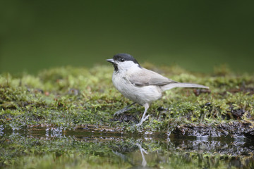 Marsh tit, Parus palustris