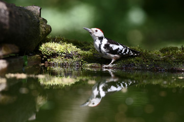 Middle-spotted woodpecker, Dendrocopos medius
