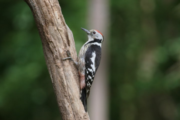 Middle-spotted woodpecker, Dendrocopos medius