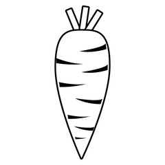 carrot with leaves front view over isolated background,vector illustration