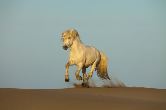 Europe, France, Provence. White Camargue horse running in sand.