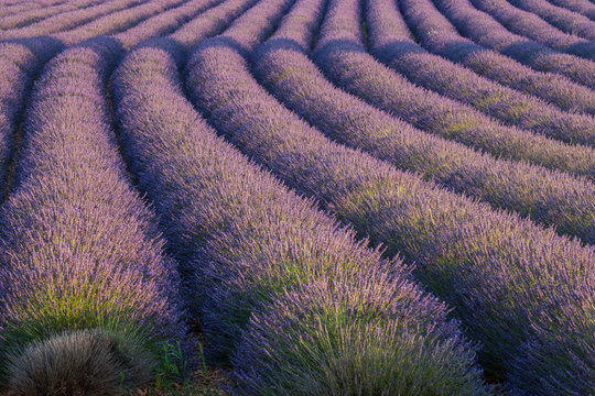 Europe, France. Rows of lavender in Provence. Ellen Anon