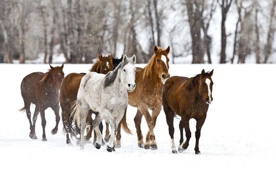 A winter scenic of running horses on The Hideout Ranch in Shell Wyoming.