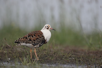 Ruff, Philomachus pugnax