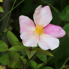 Obraz premium Rosa chinensis Mutabilis