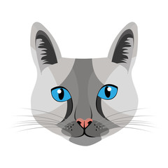 colorful avatar cat animation front view over isolated background,vecor illustration