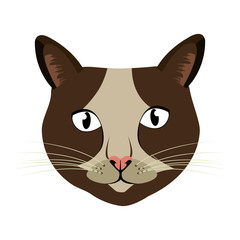 colorful avatar cat animation front view over isolated background,vecor illustration